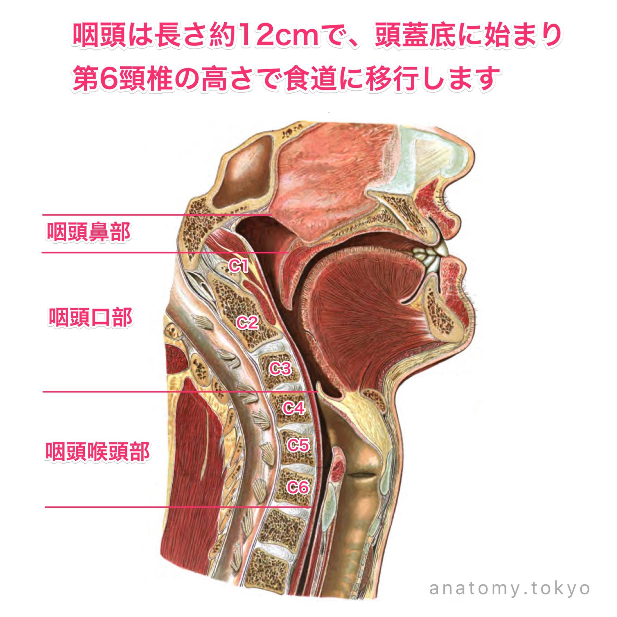트위터의 かずひろ先生 なるほど解剖学 님 咽頭は長さ 約 Cm で 頭蓋底に始まり第6頸椎の高さで食道に移行する 解答 約12cm 咽頭は長さ約12cmで 頭蓋底に始まり第6頸椎の高さで食道に移行します 解剖学 消化器系 咽頭 一問一答 T Co Oncsdmnkdv 트위터의 かずひろ先生 なるほど解剖学 님 咽頭は長さ 約 Cm で 頭蓋底に始まり第6頸椎の高さで食道に移行する 解答 約12cm 咽頭は長さ約12cmで 頭蓋底に始まり第6頸椎の高さで食道に移行します 解剖学 消化器系 咽頭 一問一答 T Co Oncsdmnkdv