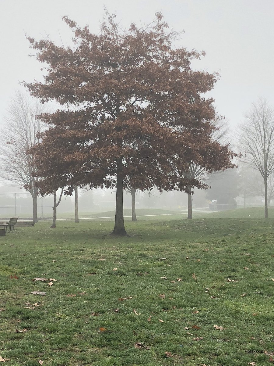 Roomtoplay's tweet photo. The foggy fog has rolled into our #schoolgarden this week. Exploring what fully saturated air feels like and looks like in the #outdoorclassroom at @homma_school today #sd38learn #IEEbookstudy https://t.co/tOVXKlhuVY