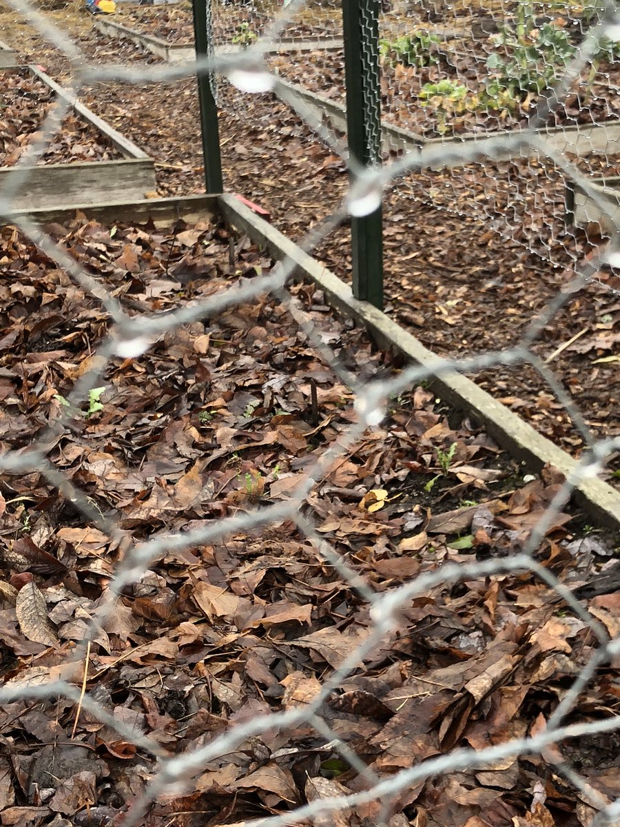 Roomtoplay's tweet photo. The foggy fog has rolled into our #schoolgarden this week. Exploring what fully saturated air feels like and looks like in the #outdoorclassroom at @homma_school today #sd38learn #IEEbookstudy https://t.co/tOVXKlhuVY