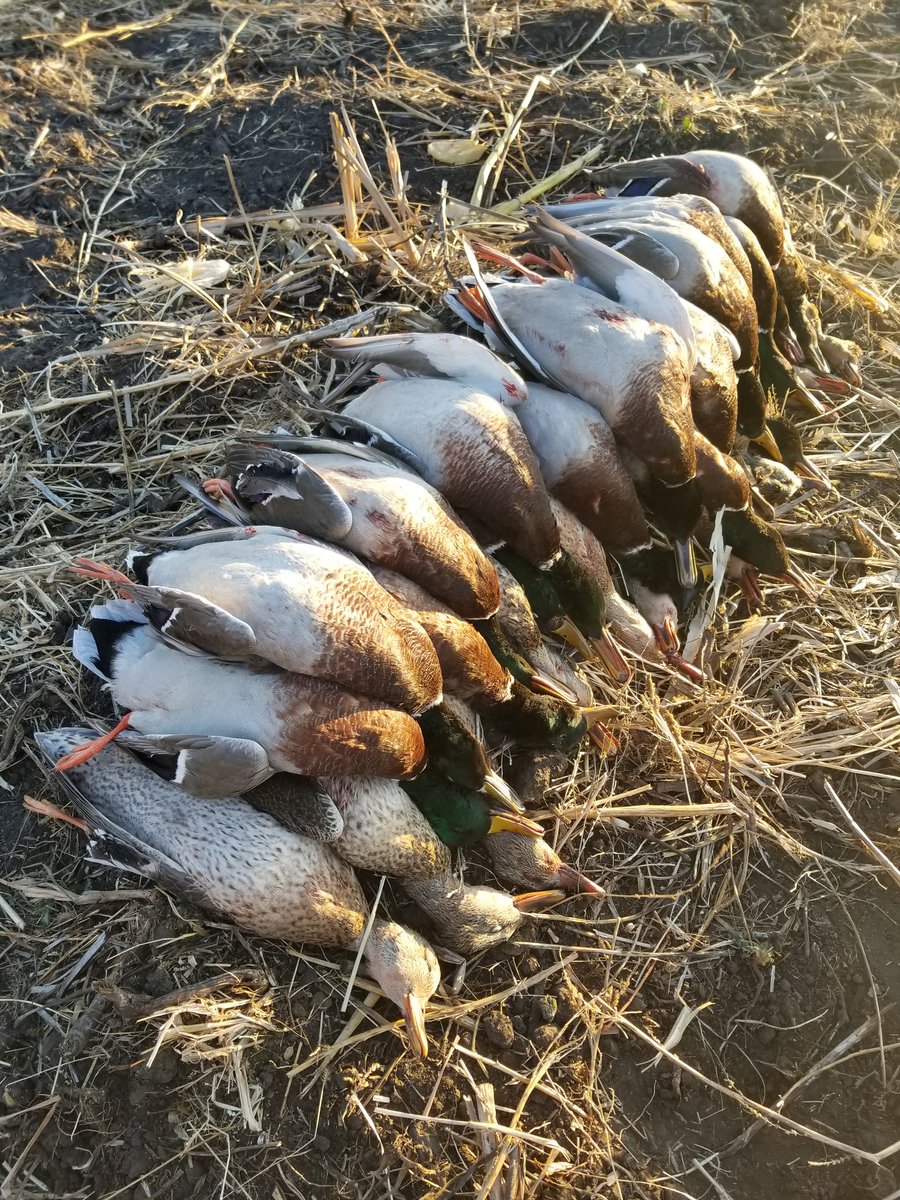 TeamCHSOutdoors's tweet photo. Just a few of our after hunt photos from this awesome 2017 waterfowl season. We've had some pretty good hunts this year. @RKF_outdoors @aaronri49754126 @Stoeger_USA @Benelli_USA @FederalPremium https://t.co/IC4YlKScy8