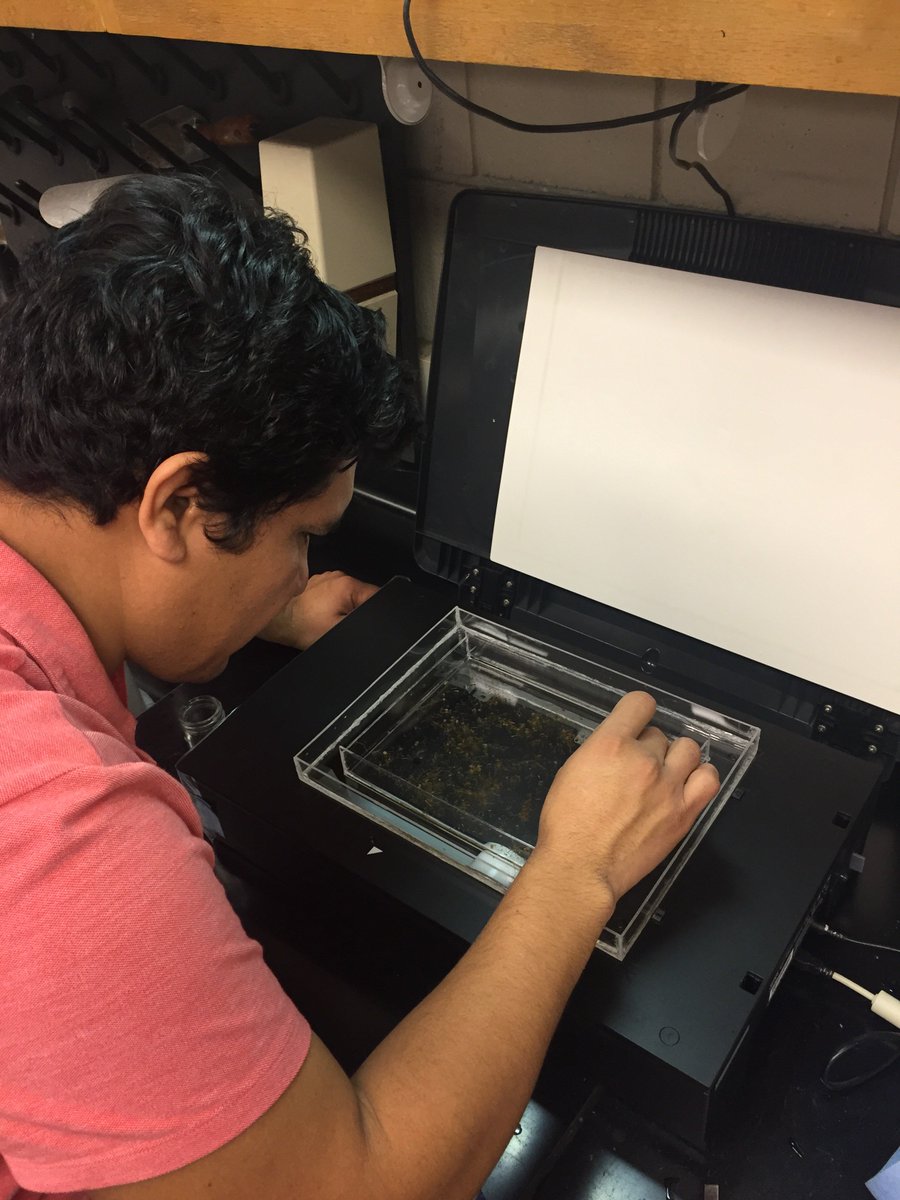 ArchontoulisLab's tweet photo. The next step in the root saga - root scanning #WinRHIZO #rootlength #grow2017 #emilytweeted @A_OrdonezRaziel @SArchontoulis @castellmj https://t.co/8pSqlQFbQY