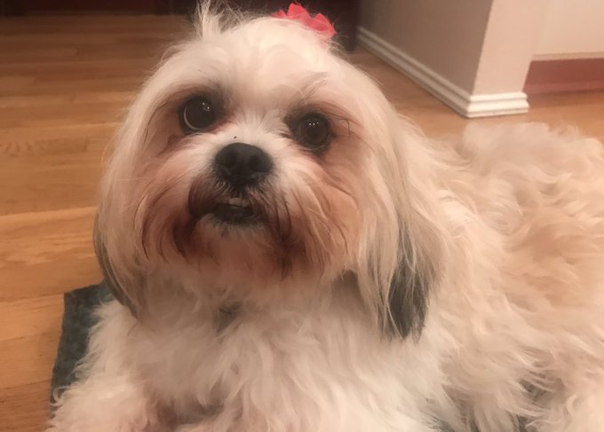 Noods before and after I tell her she's a beautiful girl 🤗 #AdoptDontShop https://t.co/ODhXHrCmSz<a href="/tag/adoptdontshop"class="tags"><span>#adoptdontshop</span></a>