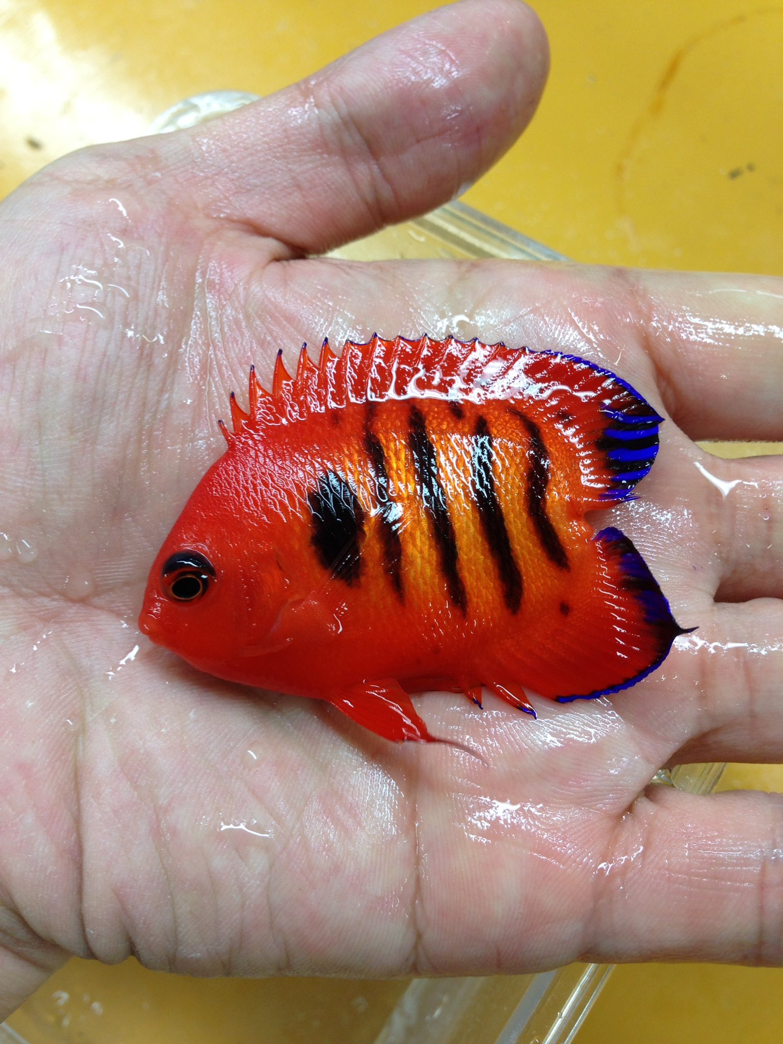 チャーム公式 En Twitter 海水魚 海水担当が何やら面白い個体を ノーテールのフレームエンゼルです 海水魚のノーテール どうなのでしょう Charm チャーム 海水魚 マリンアクアリウム アクアリウム チャーム公式 En Twitter 海水魚 海水担当が何やら面白い個体を ノーテールのフレームエンゼルです 海水魚のノーテール どうなのでしょう Charm チャーム 海水魚 マリンアクアリウム アクアリウム