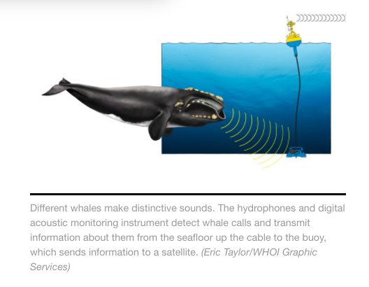AirdropInsuranC's tweet photo. Song loving #autonomous sea robots saving #whales by talking to vessel #AIS, help slow down (&amp; #save fuel too) ⚓️😇

https://t.co/GANcaVSv5V https://t.co/VWpBKCWgfx