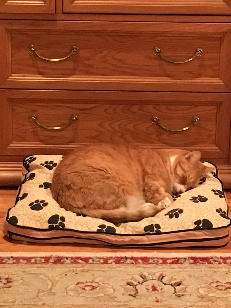 jamifarry's tweet image. Cat is enjoying his brand new MyPillow pet bed, just like his mom enjoys her MyPillow pillows. 💤💤 @MyPillowUSA