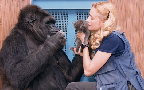 Fun-fact: Koko, the famous lowland gorilla, learned 1,000 words of American Sign Language.Judging from tonight's speech thus far, that puts Koko about 800 words up on Donald J. Trump.