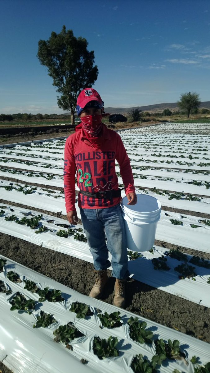 ROSACER14329571's tweet photo. Proceso de Evaluacion con Fines de Certificacion en el EC0481 Cosecha de Berries, Santiago Conguripo, Angamacutiro, Michoacan @PerlaIbaez2 @LeticiaInca @Mely_Romero @linosma @incarural https://t.co/UKAkmSDXAq