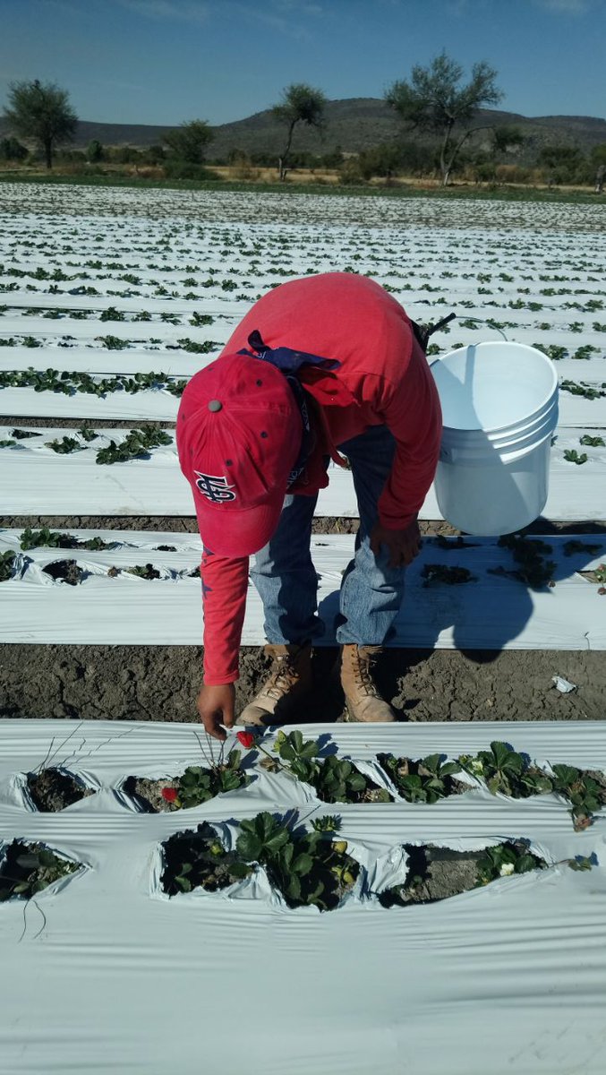 ROSACER14329571's tweet photo. Proceso de Evaluacion con Fines de Certificacion en el EC0481 Cosecha de Berries, Santiago Conguripo, Angamacutiro, Michoacan @PerlaIbaez2 @LeticiaInca @Mely_Romero @linosma @incarural https://t.co/UKAkmSDXAq