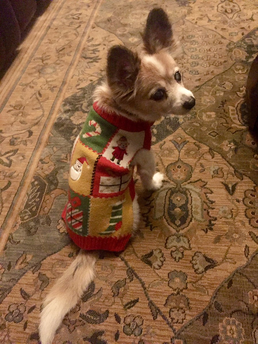 teaandreverie's tweet photo. #festivepupper https://t.co/4wB6tdLexN