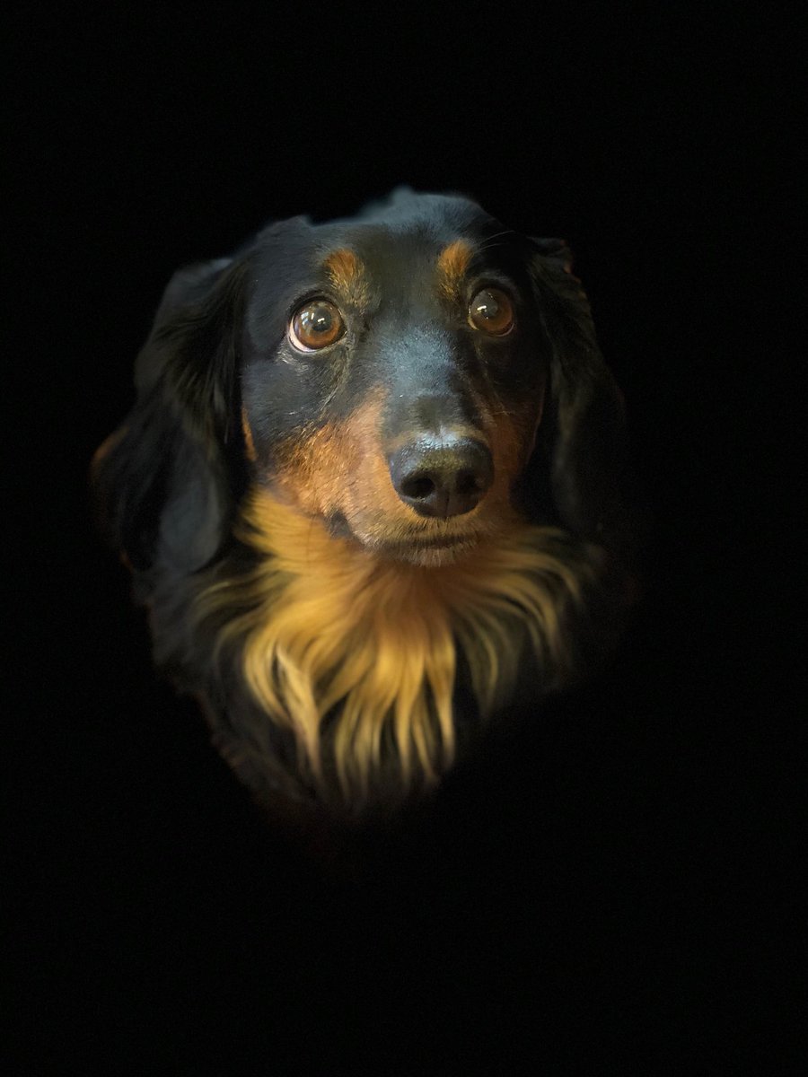 wgussml's tweet image. The neural network in iPhone X portrait mode does not discriminate against dogs. #EthicalAI #FairMachineLearning