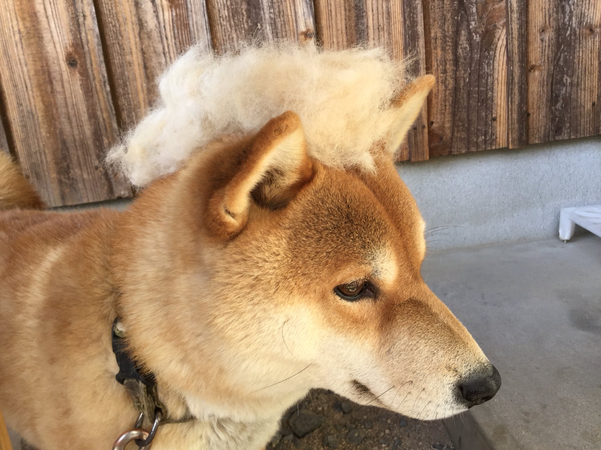 柴犬 まろ つ ついに ついに 髪の毛はえてきたーーー 柴犬 犬 モヒカン犬 T Co Un7uxlj2tm Twitter