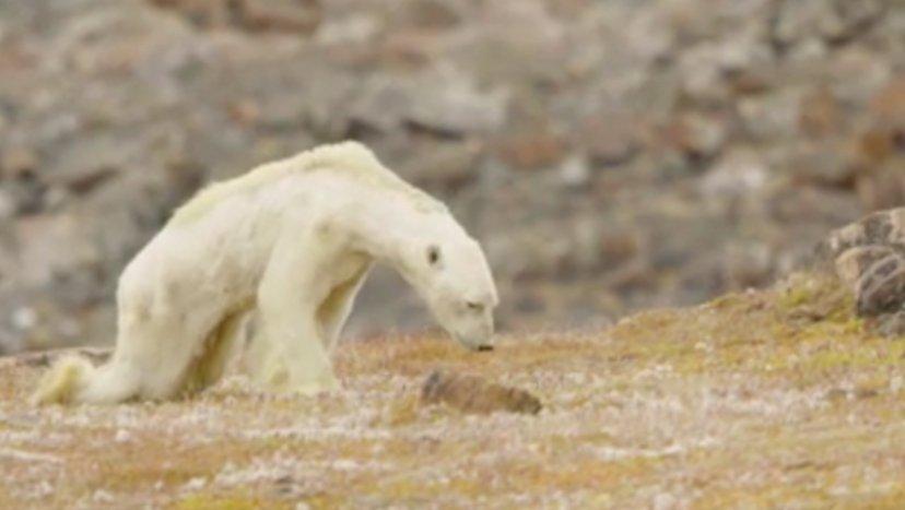 Un photographe filme un ours polaire mourant pour éveiller les consciences limportant.fr/infos-planete/… #Planète