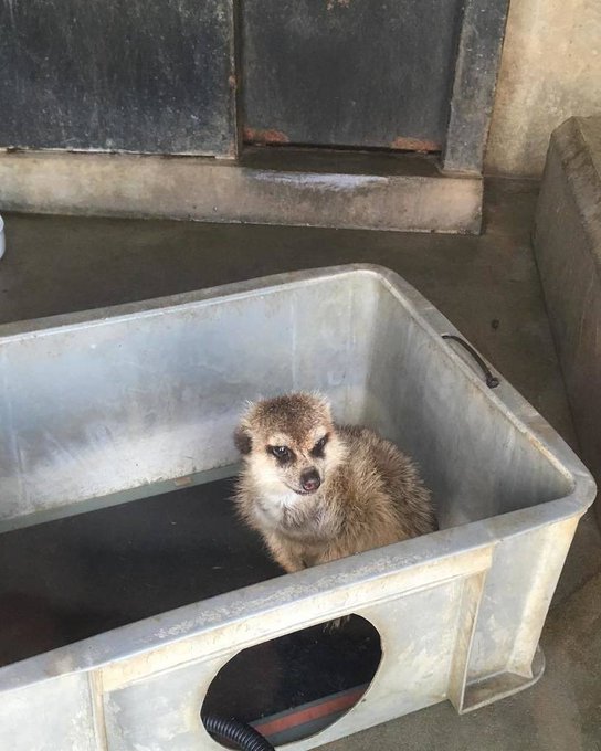 ミーアキャットのtwitterイラスト検索結果 古い順