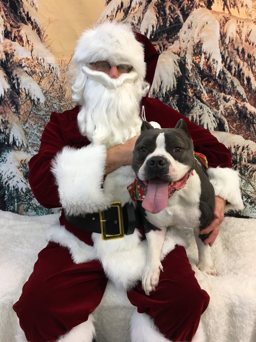 Cozy Cat Cottage On Twitter Santa Photos At Linworth Animal