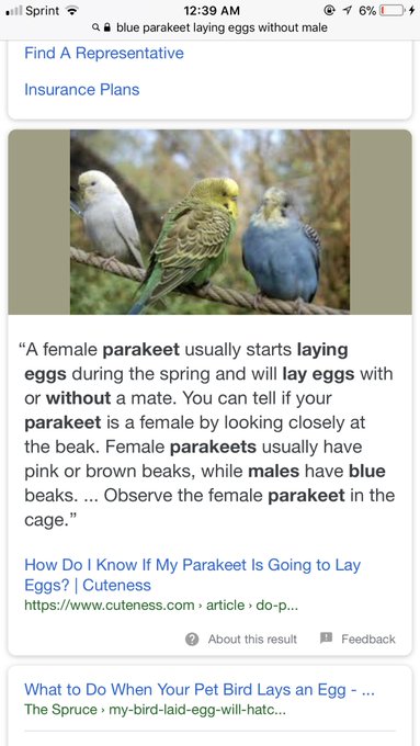 my mind is blown... I&rsquo;ve had my blue parakeet for 4 years thinking it was a boy BUT TODAY I suddenly