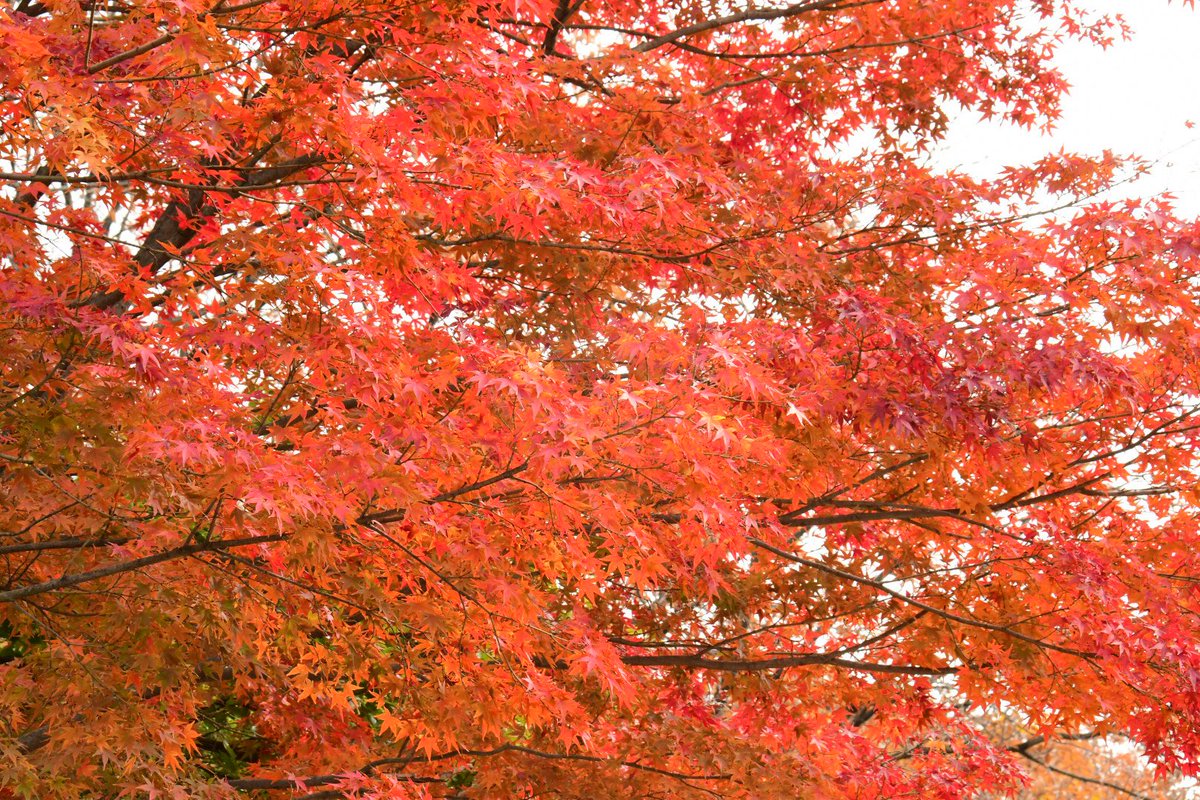 出戻りハンターえの字 V Twitter 東山の紅葉は色褪せつつあります こちらは設定で紅く写るよう撮ってみたもの 動物と紅葉が撮れないかなと探してみましたが なんとか撮れたのが三枚目 毛玉にしか見えませんがカナダヤマアラシです 東山動植物園 東山動物園 出戻りハンターえの字 V Twitter 東山の紅葉は色褪せつつあります こちらは設定で紅く写るよう撮ってみたもの 動物と紅葉が撮れないかなと探してみましたが なんとか撮れたのが三枚目 毛玉にしか見えませんがカナダヤマアラシです 東山動植物園 東山動物園