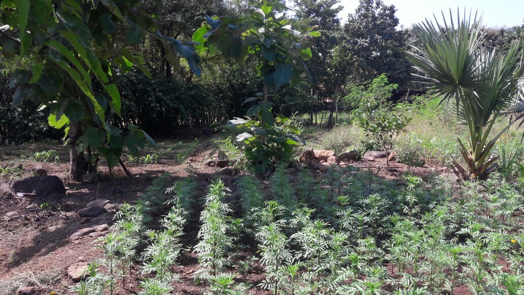 AdivPureNature's tweet photo. Adding organic flowers to our farmer project! Can't wait to see these babies bloom! #naturaldyeing #sustainableliving #farmtofashion https://t.co/umt9oyxTNi