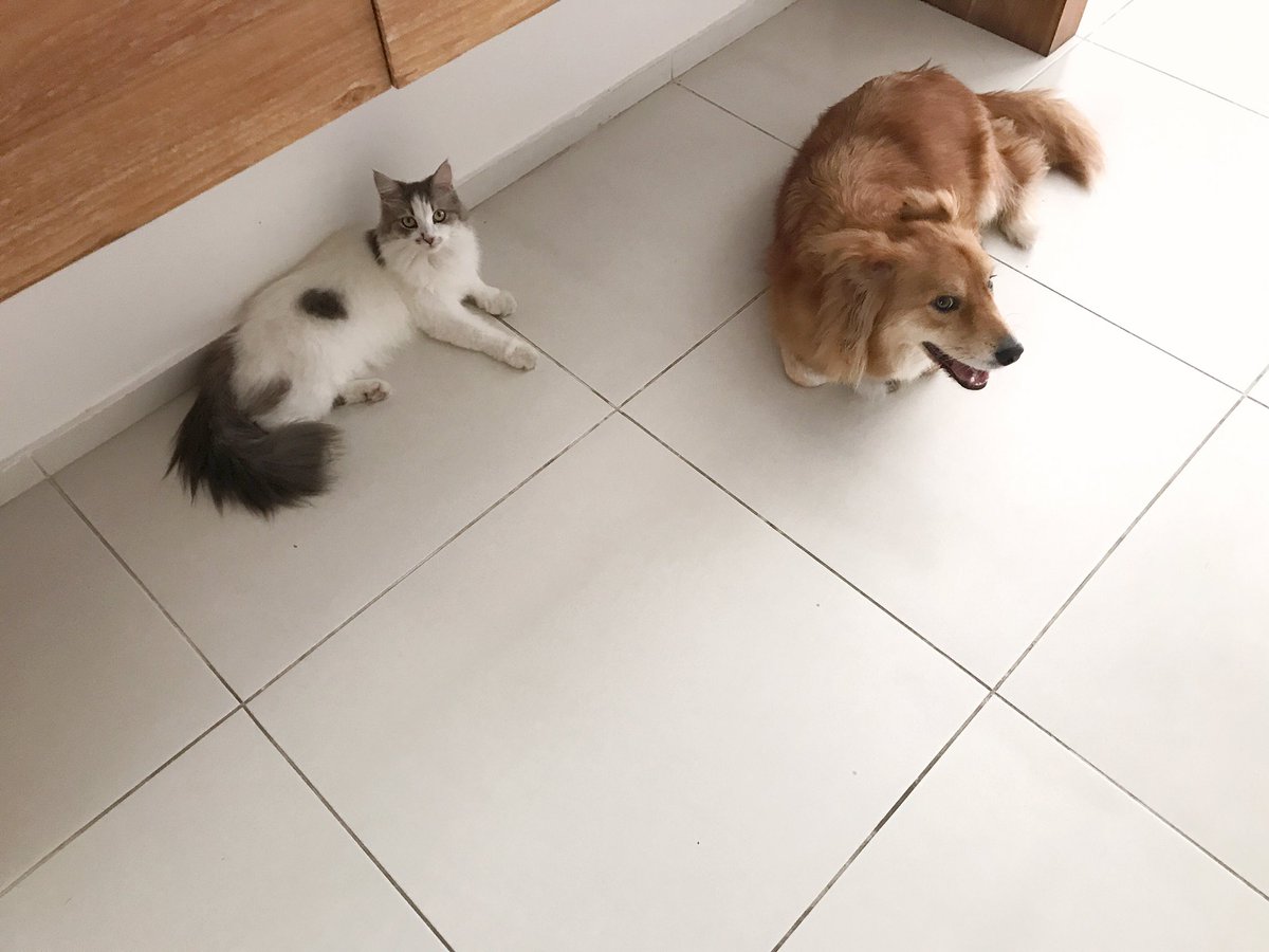 우리 누렁이 왜 식빵 굽는지 아시는 분 ??