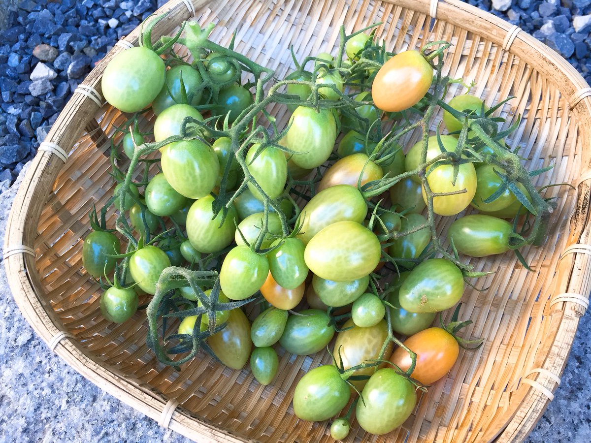 辛口sakura 最後の収穫 家庭菜園 ミニトマト アイコ わき芽の挿し木 青いまま収穫
