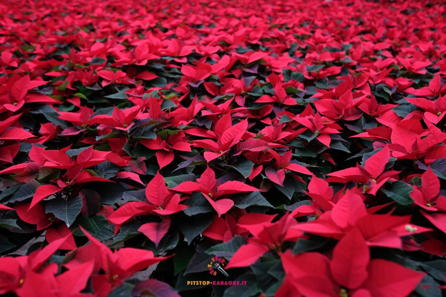 Stella Di Natale Karaoke.Pitstop Karaoke On Twitter Le Piu Belle Stelle Di Natale Ti Aspettiamo Al Centrofiore Via Delle Ischie 59 Romagnano Trento Stelle Stella Stelledinatale Natale Christmas Trento Trentino Centrofiore Fiori Romagnano Vivaio Stelladinatale