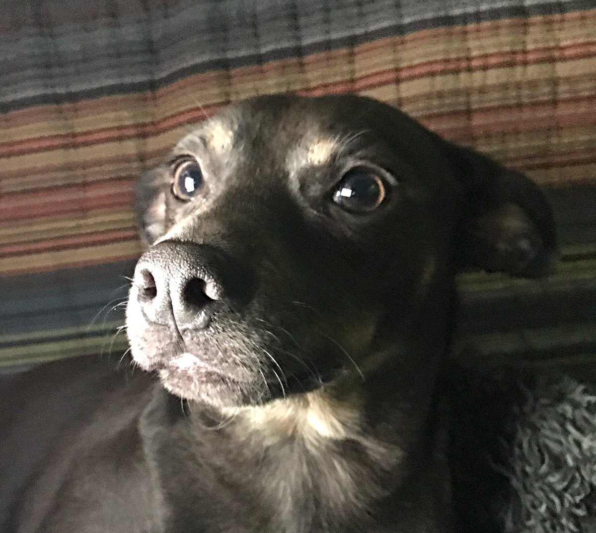 sarahanunn's tweet photo. Alouette.
I love her little face.
โค๏ธ
#unconditionallove #rescuedog #chiweeniewoowoo #AdoptDontShop #DogsOfTwitter #cuddleface https://t.co/93o7PJkt8b