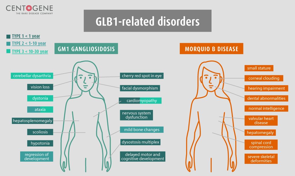 Centogene's tweet photo. #DidUKnow that mutations in the GLB1 gene cause two different, rare lysosomal storage #disorders? https://t.co/v4xzrY4wS2 #GeneticTesting #RareDisease #CareAboutRare #Genetics #Biomarker #BigData #Biochemistry #PersonalizedMedicine #biochemicaltest #Genomics #CentoPedia https://t.co/vxvHDlb1rT