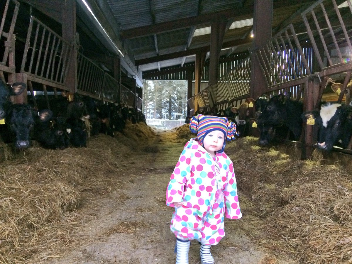 RhidianGlyn's tweet photo. Had some company this morning! #sheep365 #farmkids https://t.co/T6TWjhIJJr