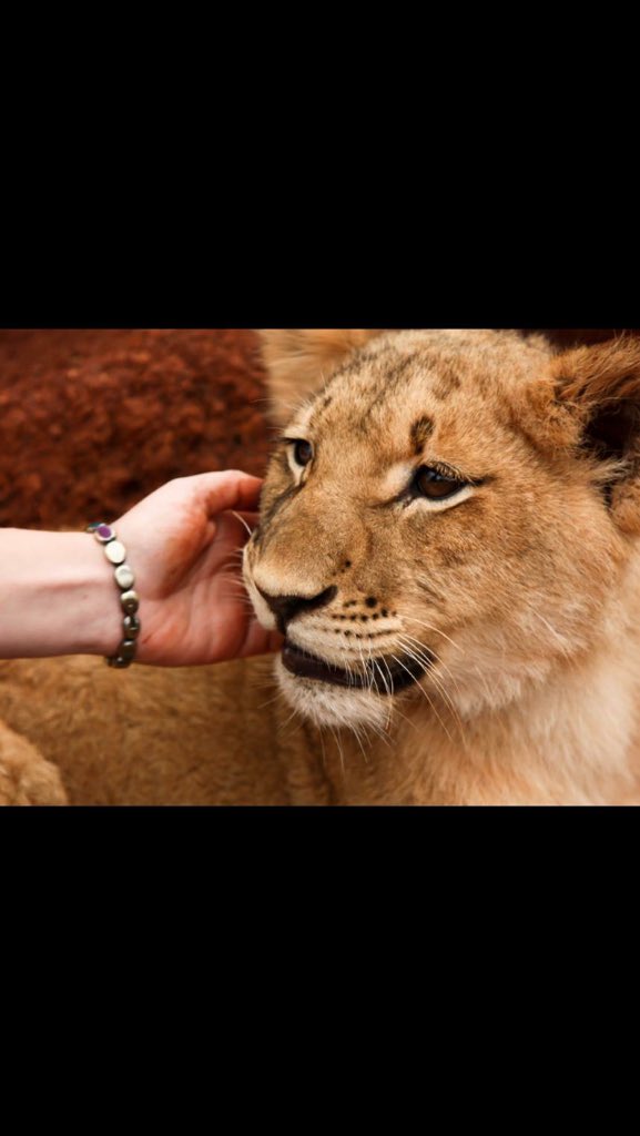 Rulè Human tweet media