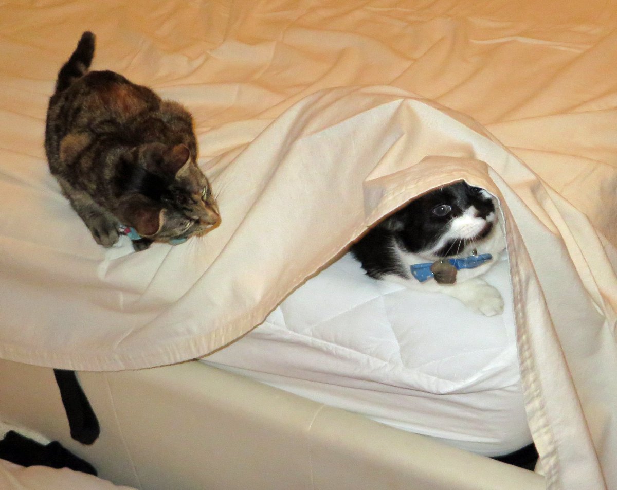 nesjloch's tweet photo. Pawaves pals. Have a lovely #Caturday. We are helping mum on change the sheets day. We are pawsome #Bedmakers. 😹💖💜Stay warm especially if you have snow @JaxAcrocat @SassyCassyCat @WandaAndreas1 @aurora3s @SquirtTheCat @washynetty @KhanCats @MrMoustacheCat https://t.co/W1AdvzuNOJ