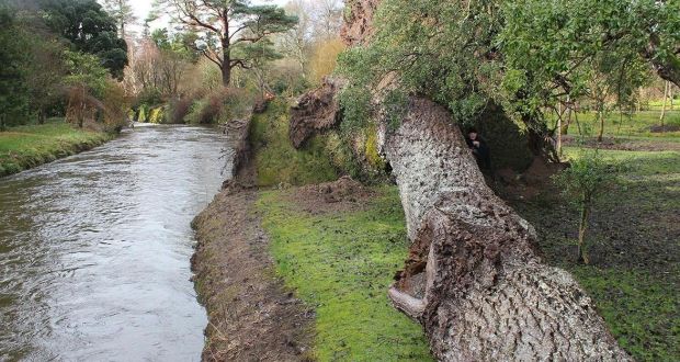  #Birr Castle’s 200-year-old, mighty grey  #poplar, which stood 140 feet tall, measured 21-feet in girth, and was Ireland’s nominee for the European Tree of the Year 2014 competition. Largest of its kind in Ireland & Britain. Sadly, it was brought down by a storm in February 2014!