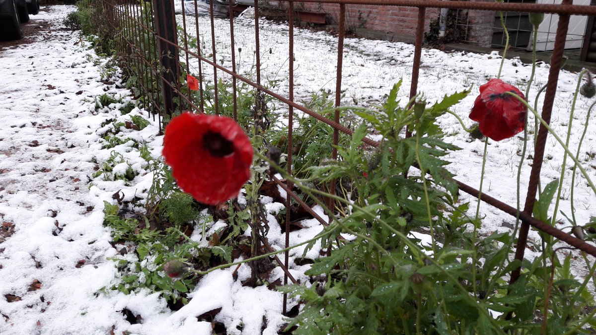 FransEbeltjes's tweet photo. Hoezo bloeiperiode tot en met augustus? https://t.co/ueTy1EDwTy
