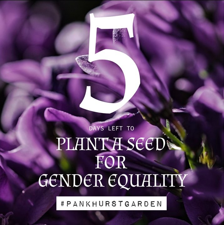 PankhurstCentre's tweet image. 5 days to go and we've just hit 75% of our £20k target! Please continue to pledge pledge pledge or we won't receive a penny! Together we can make the #PankhurstGarden a reality crowdfunder.co.uk/plant-a-seed-f… #Crowdfunder #crowdfunding #Manchester