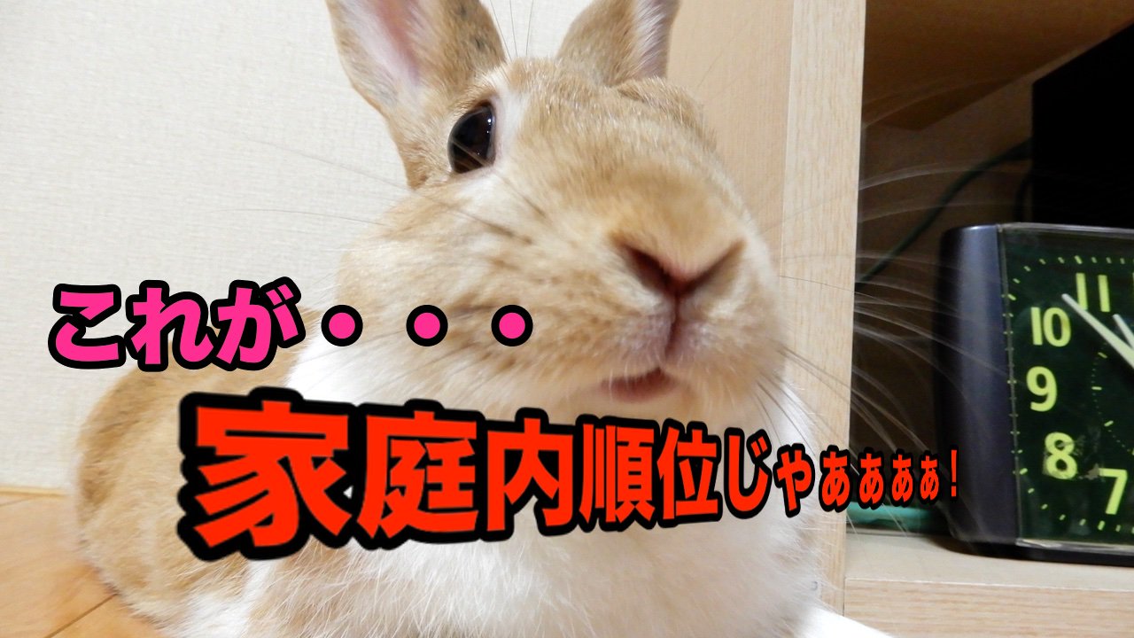 面白いうさぎ動画 Twitter Search Twitter