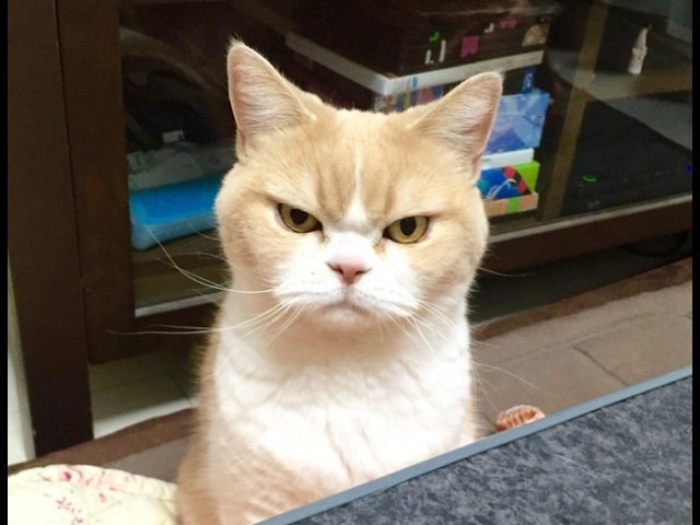 Кот подозревает. Рыжий кот подозрительно смотрит. Подозрительный кот. Рыжий кот подозрительно смотрит. Морда кота.