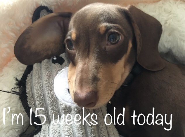 Time flies Congratulations Stanley’s 15 weeks today! #sensiblestanley #dachshund #cutestsausagedog #doxielove #daxie #doxie 🐾🐾❤️❤️🎉🎉 #dachshundoftheday #doxieofinstagram #magicalmabel #awesomealfie #thedoxieworld #minidachshund #minidoxie #minidoxiepuppy