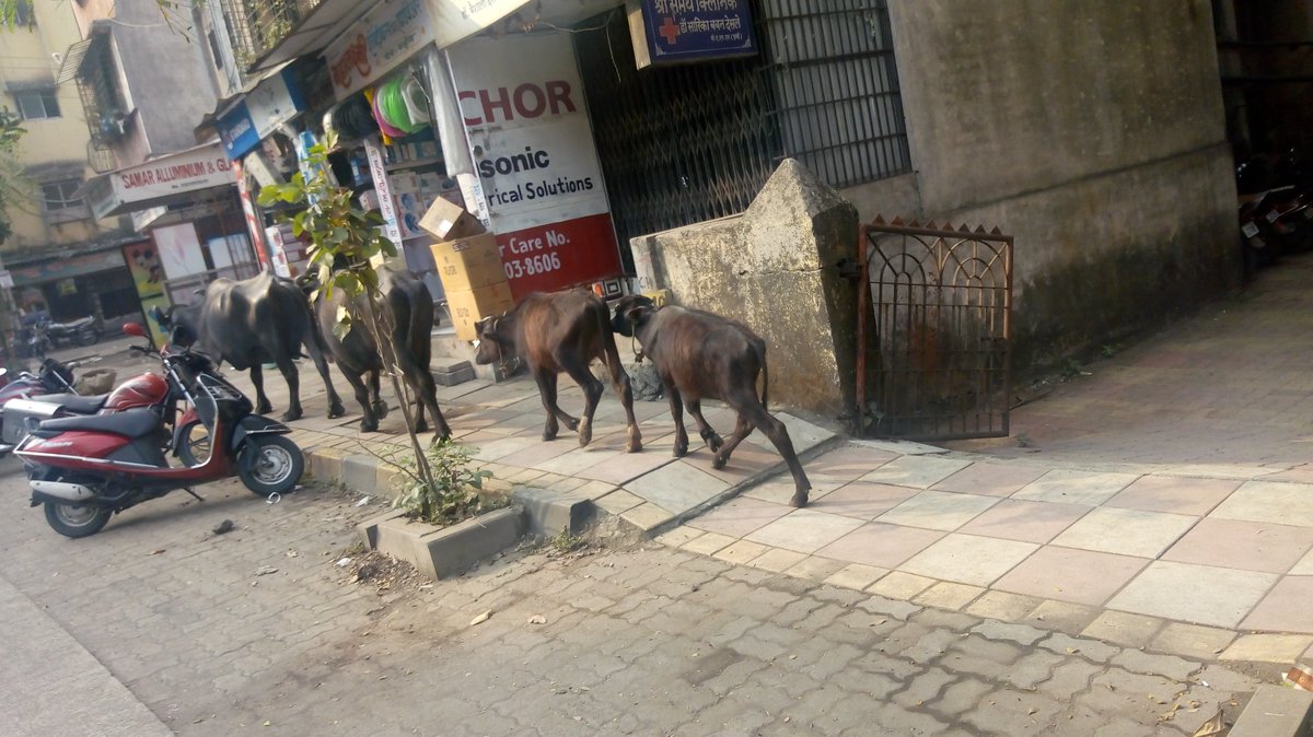 Use Footpath 'Buffaloes' also knows......... What About 'Human Being'??#Roadsefty