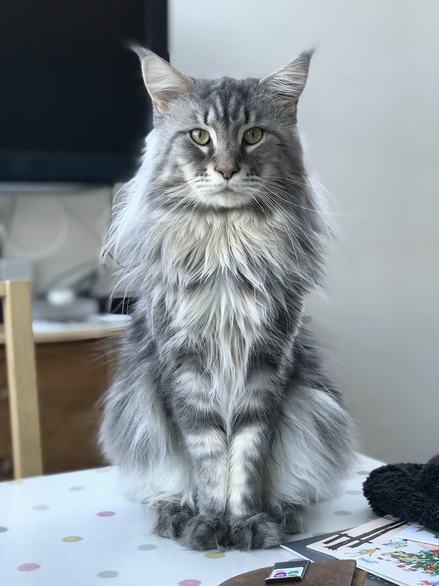 craftycat_uk's tweet photo. Time for #caturday Maine Coon love, Neo’s just over 2 yrs old and sporting his big boys ruff, he’s very proud of it! #mainecoon https://t.co/d0T9PYA2r7