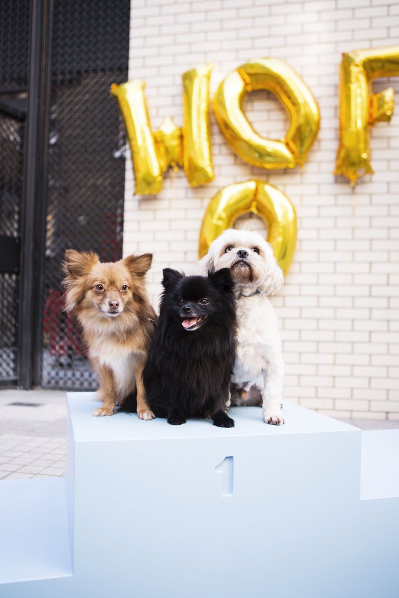 Mercer_Walk's tweet photo. Our specially designed #MercersWalkies podium allowed everyone to be first place during the day, as every dog deserved to be 🐶👑 https://t.co/nV15YoCSoD