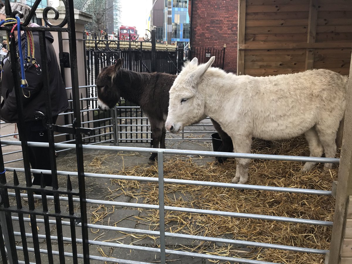 CorYGleision's tweet photo. Wythnos i fynd. Dewch yn llu! Mae’r asynnod yn joia. The donkeys are enjoying it. ☺️ One week to go till our Christmas concert @tabernaclyrais🎄🎼🌟 with @welshsession @LukeMcCall20 &amp; Non (Eden). @ApelDeCdydd18 @eisteddfod https://t.co/D2qvczetAh