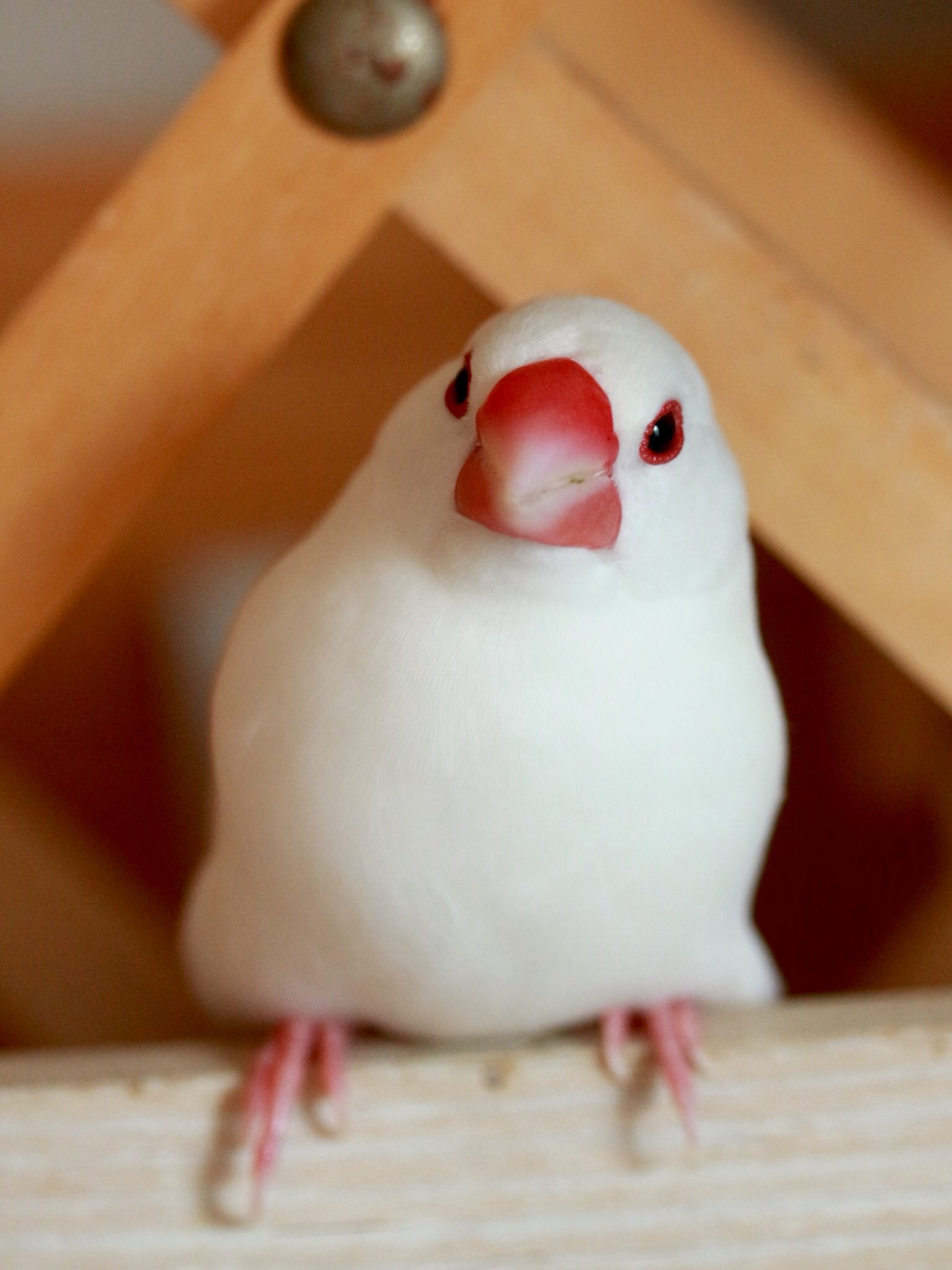 文鳥 In 我が家のいちご大福 麦アニキ 文鳥 白文鳥 Javasparrow 麦くん