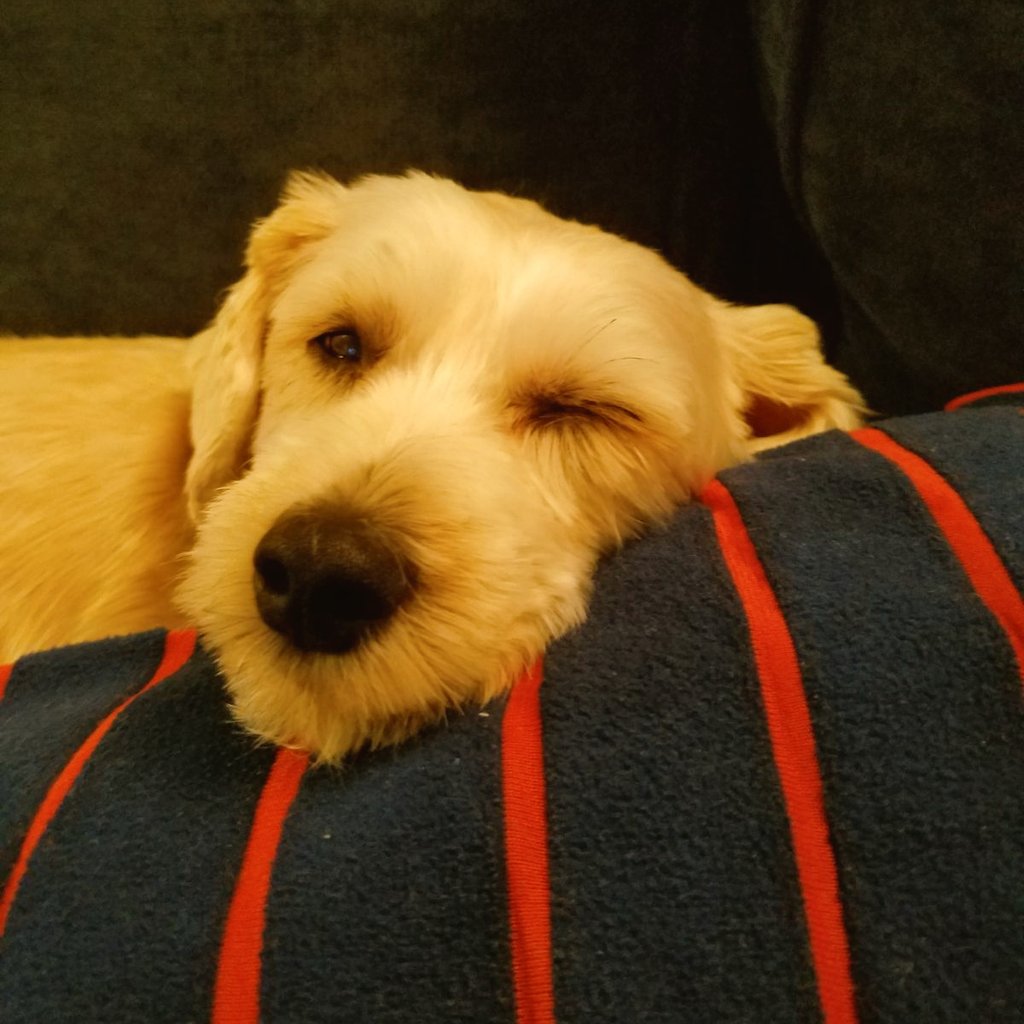 Bon_apetey's tweet photo. Napping. Snuggling. Snoozing. Dozing. Sleeping.  #2018PredictionsIn5Words #NapsNeedDogs https://t.co/Lh9s2pa7Mr