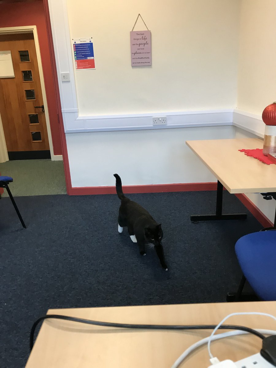 InaCorina's tweet photo. Saturday morning ... my work office ... marking the million of essays pouring in. I had a cuddly guest however the whole morning, but who has just decided to leave. https://t.co/lGIzJr8FJO