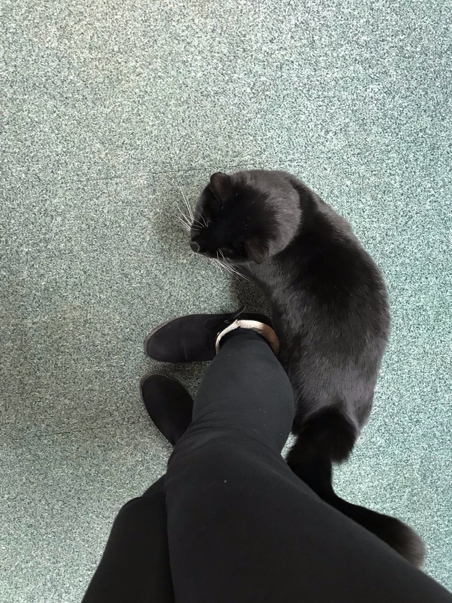 InaCorina's tweet photo. Saturday morning ... my work office ... marking the million of essays pouring in. I had a cuddly guest however the whole morning, but who has just decided to leave. https://t.co/lGIzJr8FJO