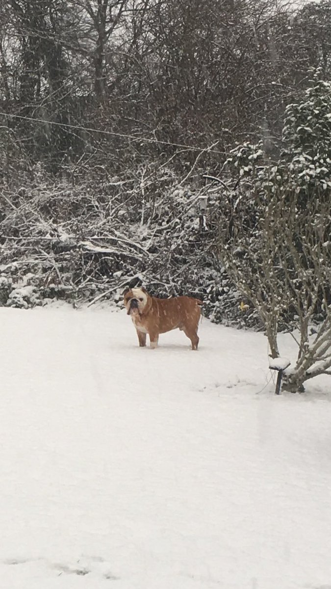 KiraTylerBully's tweet photo. Snowy fun. ❄️ https://t.co/kf5WkLelPa