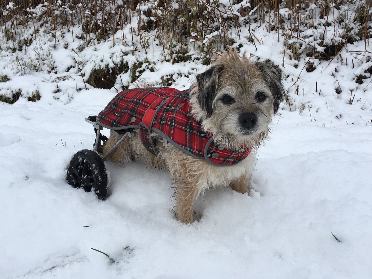 borderonwheels's tweet photo. ❄️☃️❄️☃️❄️☃️❄️⛄️❄️⛄️❄️☃️❄️SNOW SNOW SNOW SNOW❄️ #snow #snowwheels #btposse https://t.co/iMckqGOH1M