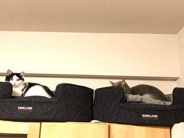 コストコの犬用品は丈夫で可愛い ベッドや服やぬいぐるみも一挙公開 コストコ Sumica スミカ 毎日が素敵になるアイデアが見つかる オトナの女性ライフスタイル情報サイト