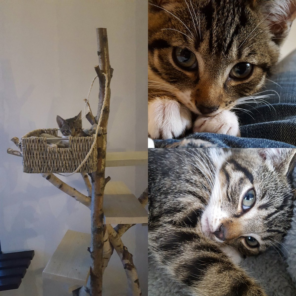 nog steeds op zoek naar onze lieve Jimmy! Al 3 dagen onvindbaar....