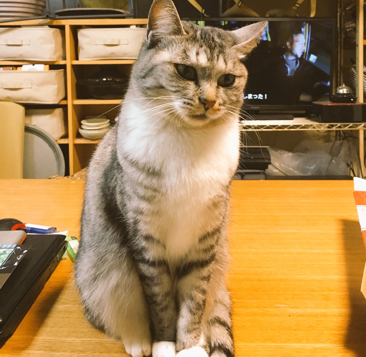 ココニャさんちの障子破り猫軍団 こっちがオリジナル Togetter ココニャさんちの障子破り猫軍団 こっちがオリジナル Togetter