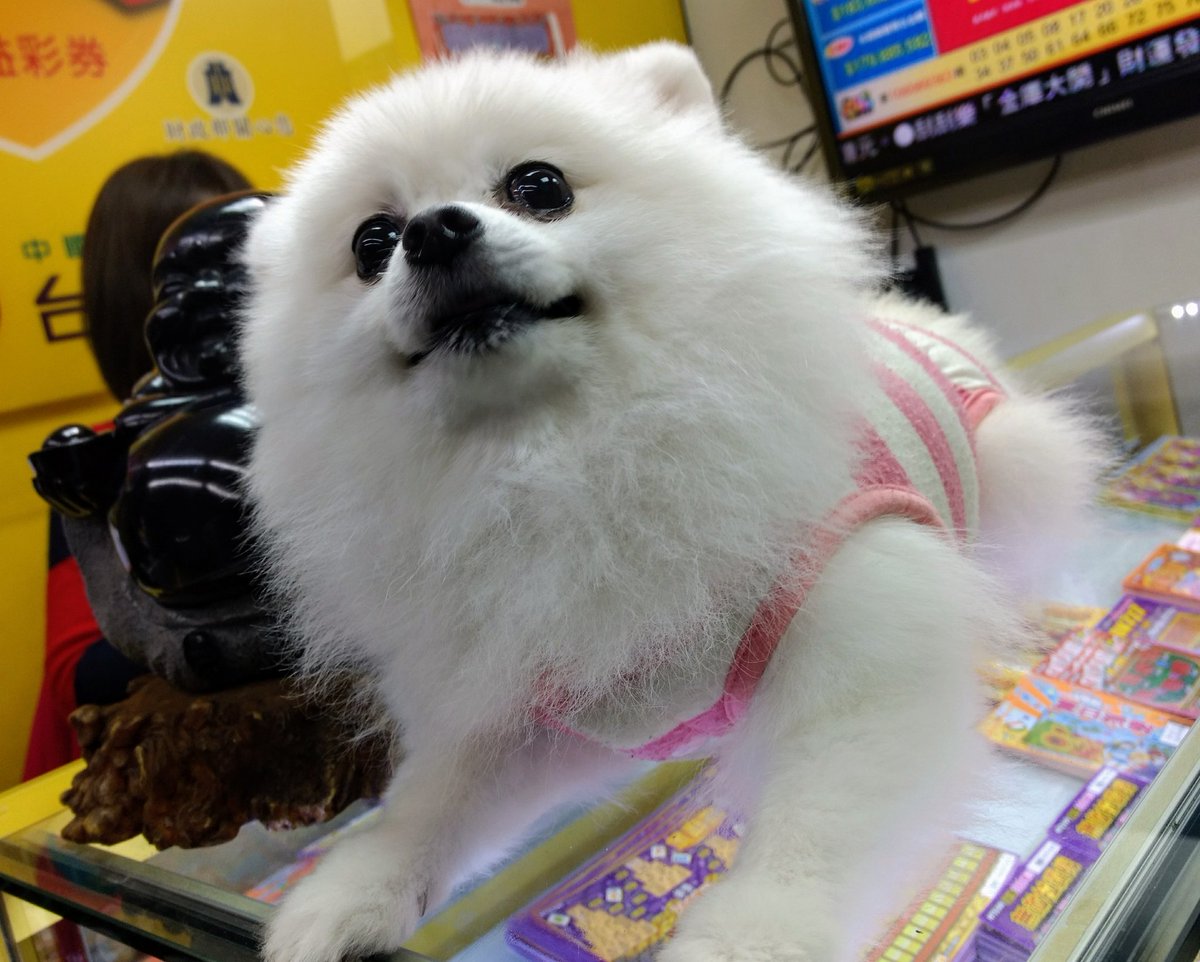 白い犬ばっかり会う