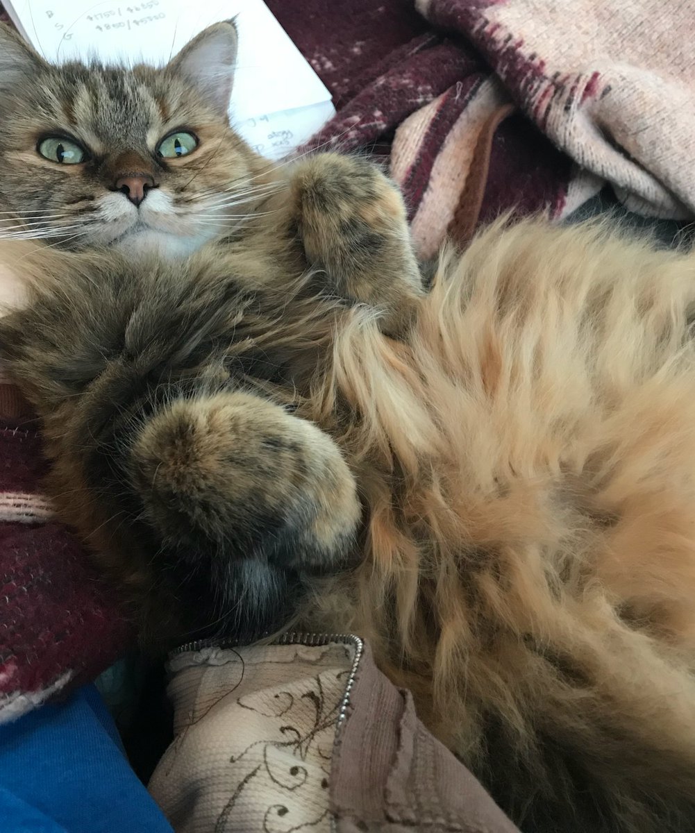 hodathecat's tweet photo. current status: working on my campaign to GOTP - get out the pets! #gotp #petmehuman #imlookingatyouPersonA https://t.co/2lh0Fk1b5E